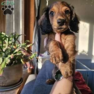 Winston – mini, Dachshund Puppy