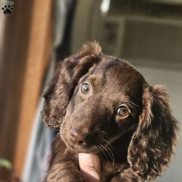 Harper – mini, Dachshund Puppy