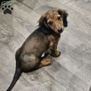 Winston – mini, Dachshund Puppy
