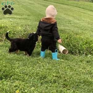 Comanche, Bernese Mountain Dog Puppy