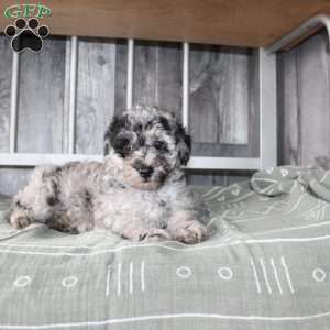 Becket, Miniature Poodle Puppy