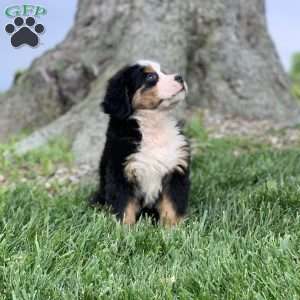 Comanche, Bernese Mountain Dog Puppy