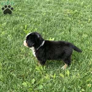 Comanche, Bernese Mountain Dog Puppy