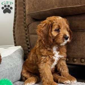 Rosie, Cavapoo Puppy