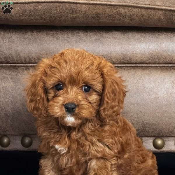 Finn, Cavapoo Puppy