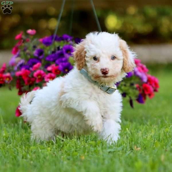 Aaron, Mini Labradoodle Puppy