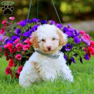 Aaron, Mini Labradoodle Puppy