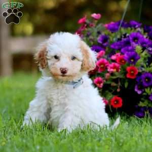 Aaron, Mini Labradoodle Puppy