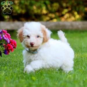 Aaron, Mini Labradoodle Puppy