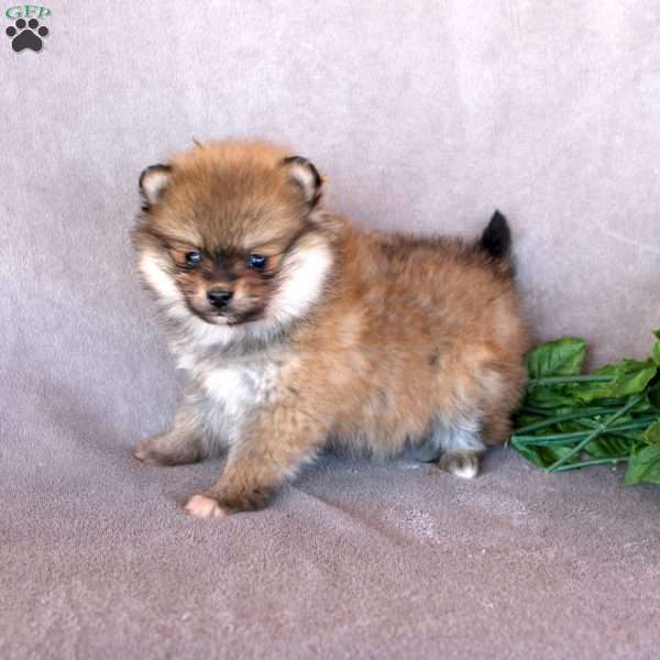 Addie, Pomeranian Puppy