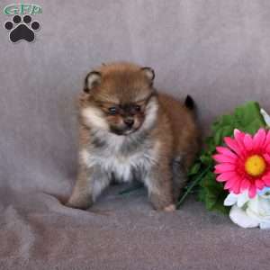 Addie, Pomeranian Puppy