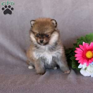 Addie, Pomeranian Puppy
