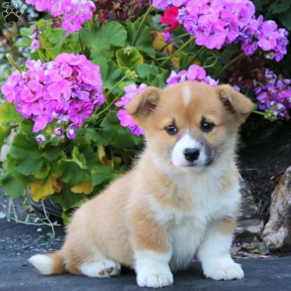 Abby, Welsh Corgi Mix Puppy