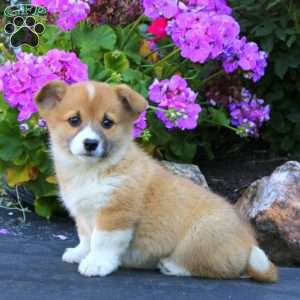Abby, Welsh Corgi Mix Puppy