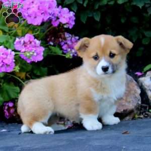 Abby, Welsh Corgi Mix Puppy