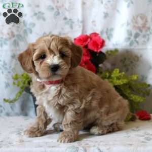 Abby, Maltipoo Puppy