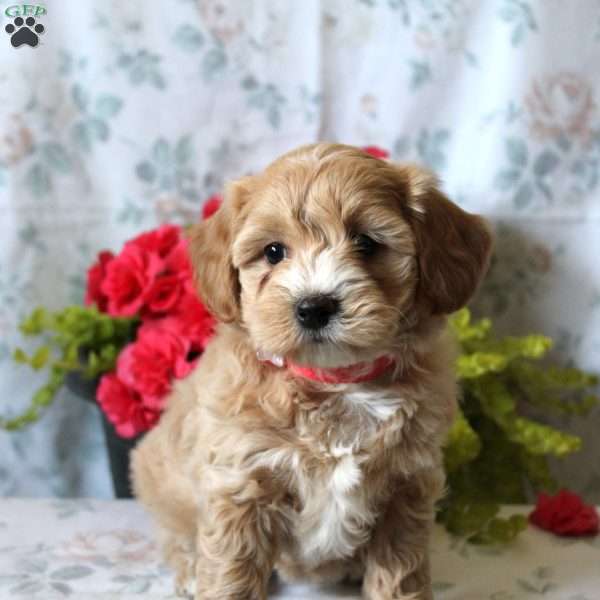Abby, Maltipoo Puppy