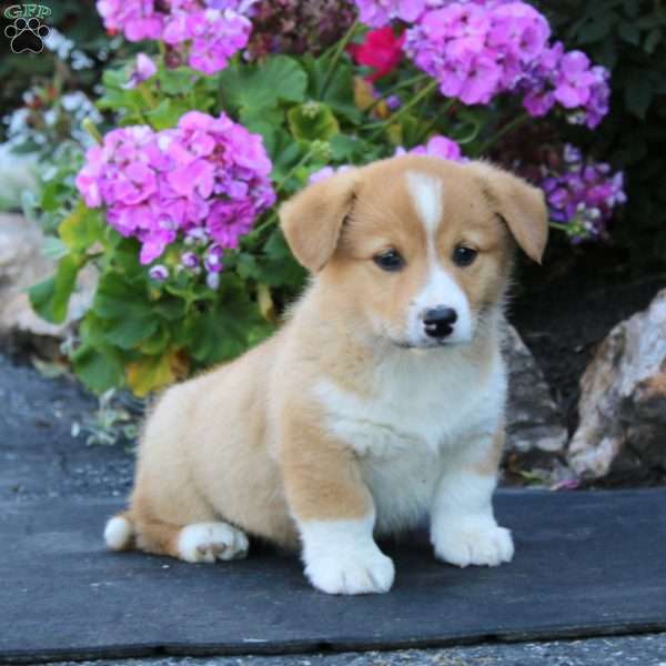 Abe, Welsh Corgi Mix Puppy