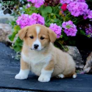 Abe, Welsh Corgi Mix Puppy