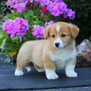Abe, Welsh Corgi Mix Puppy