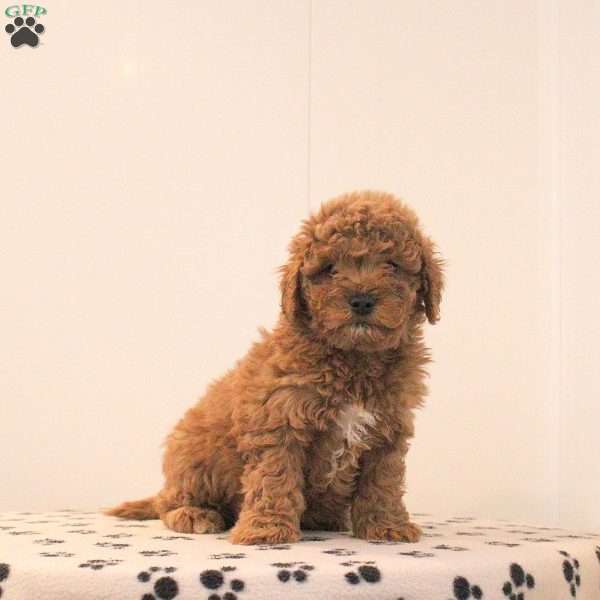 Ace, Toy Poodle Puppy