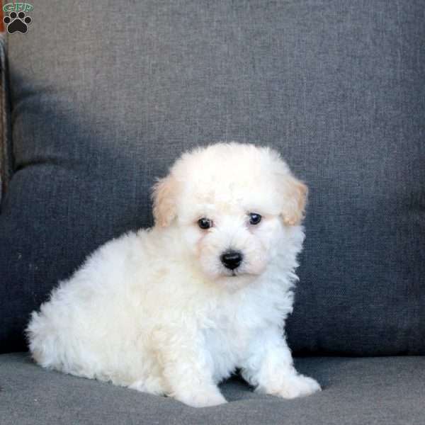 Ace, Bichon Frise Puppy