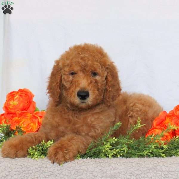Ace, Goldendoodle Puppy