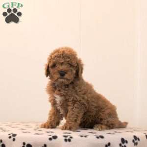 Ace, Toy Poodle Puppy