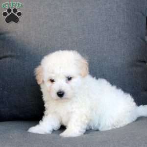 Ace, Bichon Frise Puppy