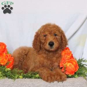 Ace, Goldendoodle Puppy