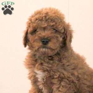Ace, Toy Poodle Puppy