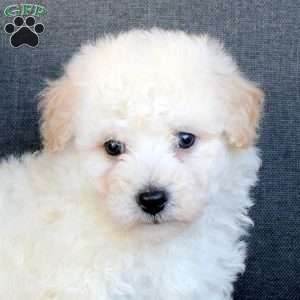 Ace, Bichon Frise Puppy