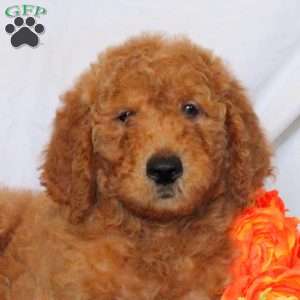 Ace, Goldendoodle Puppy