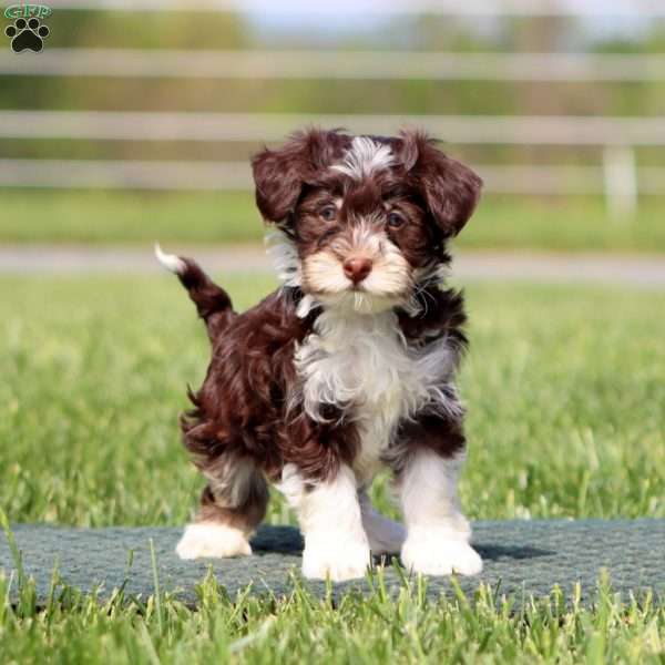 Ace, Havapoo Puppy
