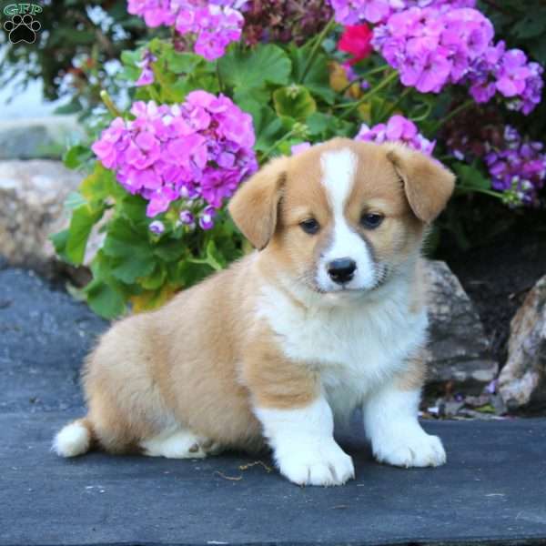Ace, Welsh Corgi Mix Puppy
