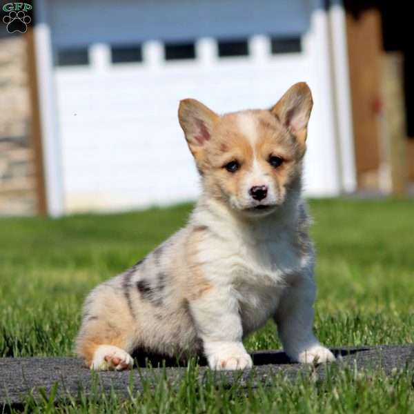 Ace, Pembroke Welsh Corgi Puppy