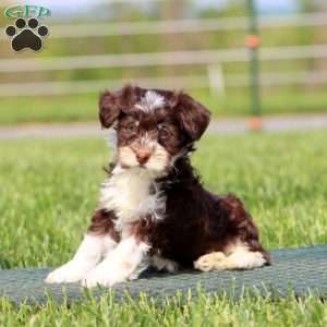 Ace, Havapoo Puppy