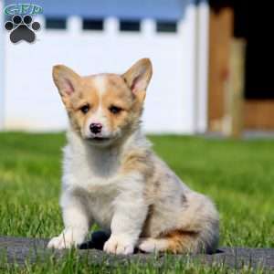 Ace, Pembroke Welsh Corgi Puppy