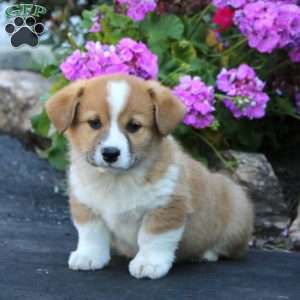 Ace, Welsh Corgi Mix Puppy