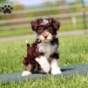 Ace, Havapoo Puppy