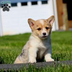 Ace, Pembroke Welsh Corgi Puppy