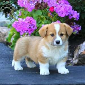 Ace, Welsh Corgi Mix Puppy