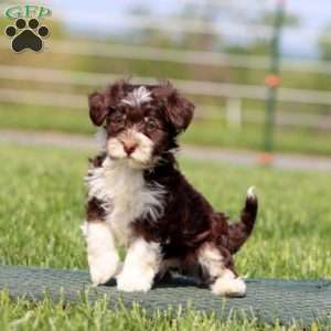 Ace, Havapoo Puppy