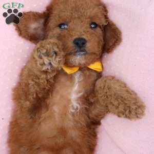 Ace, Cavapoo Puppy