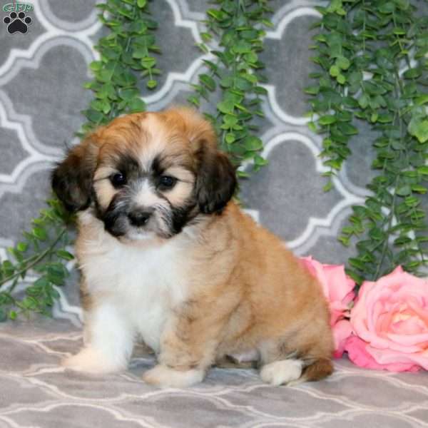 Ada, Teddy Bear Puppy