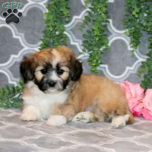 Ada, Teddy Bear Puppy