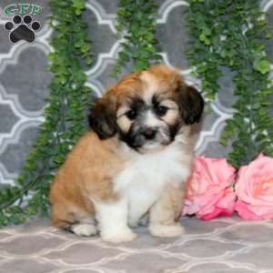Ada, Teddy Bear Puppy