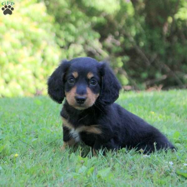 Adam, Dachshund Puppy