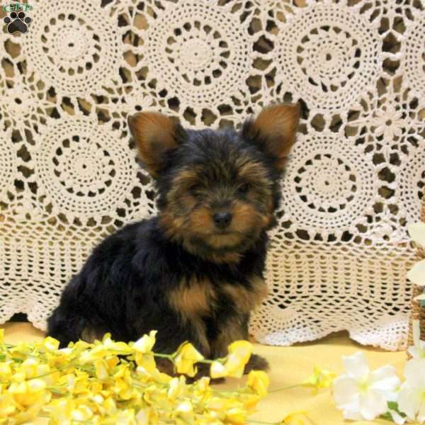 Adam, Yorkie Puppy