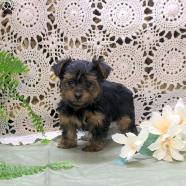 Adam, Yorkie Puppy